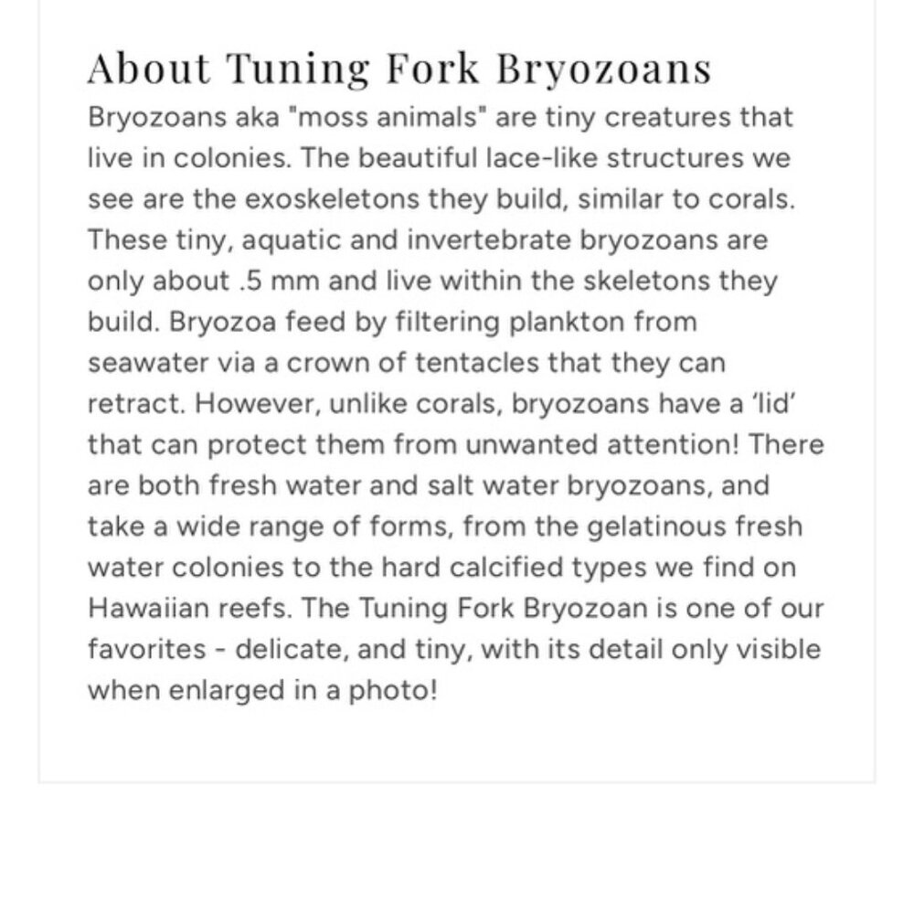 Tuning Fork Bryozoan Necklace - Gold - Picture 11 of 14